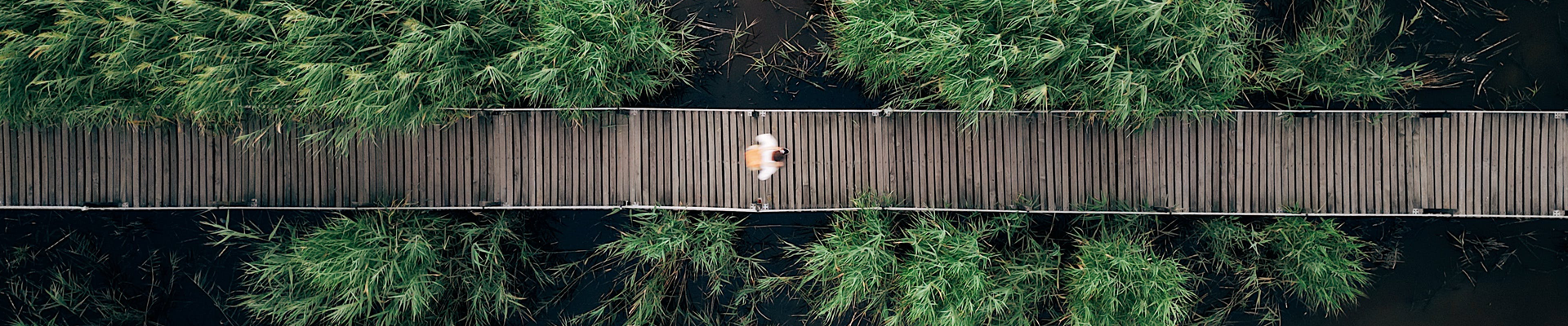 Image of Person walking on Bridge over reeds